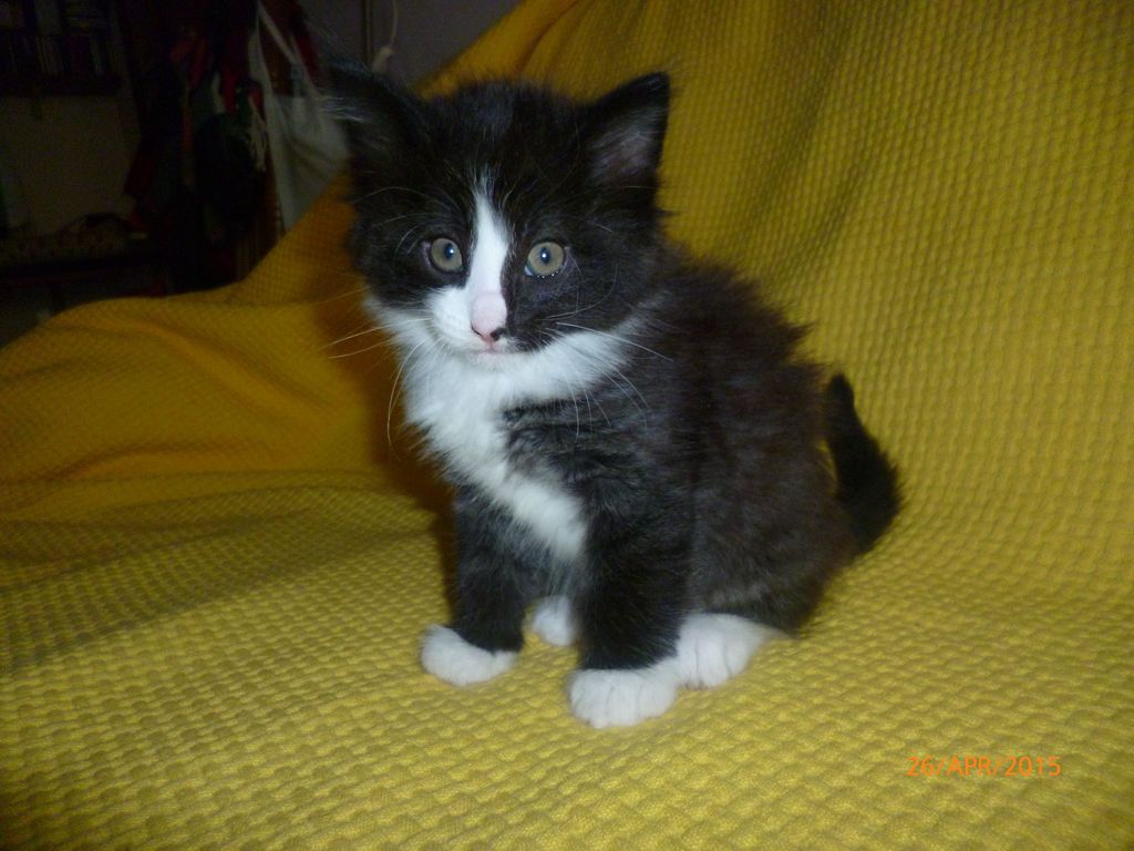 Gatti Norvegesi - cuccioli
