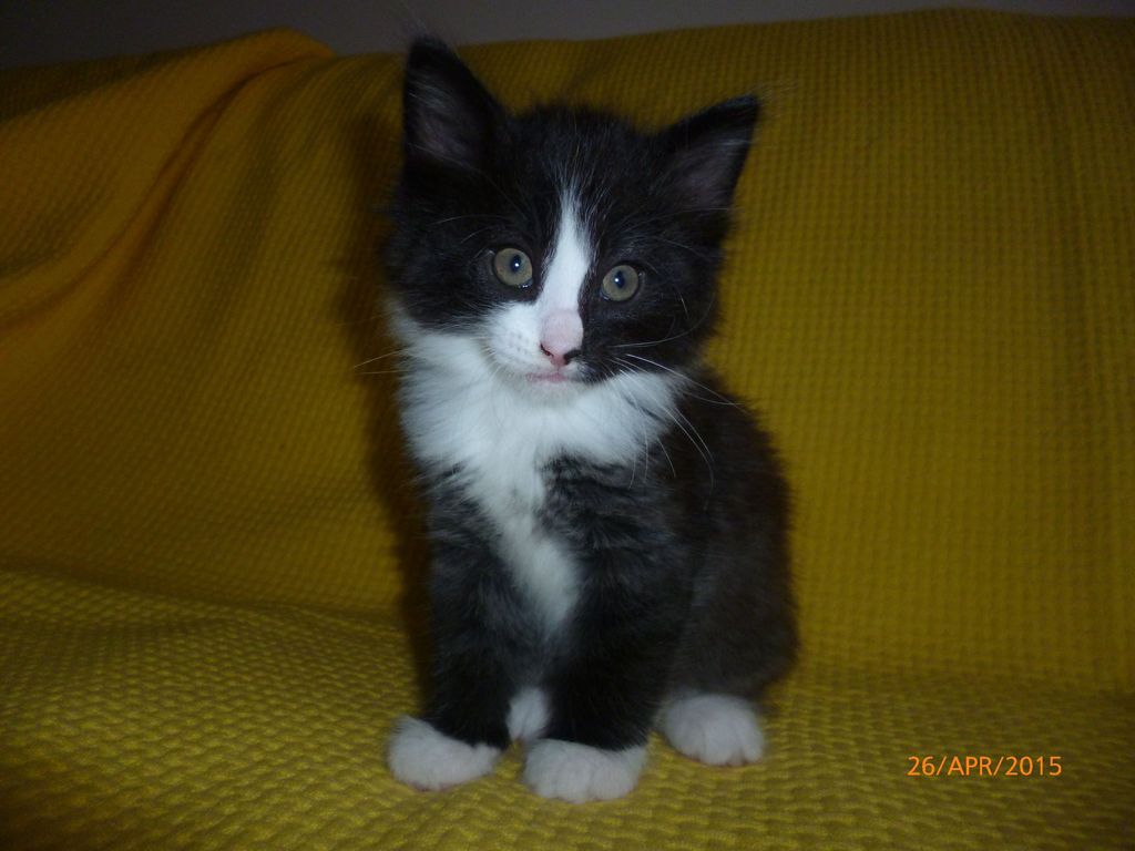 Gatti Norvegesi - cuccioli