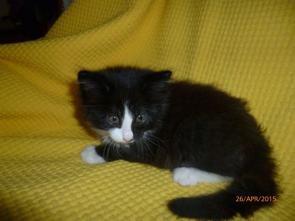 Gatti Norvegesi - cuccioli