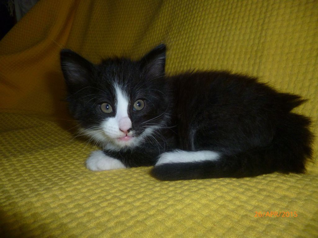 Gatti Norvegesi - cuccioli