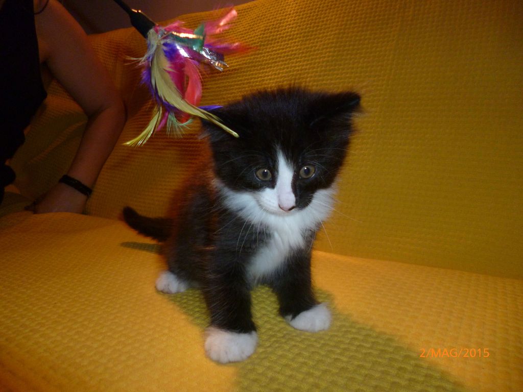 Gatti Norvegesi - cuccioli
