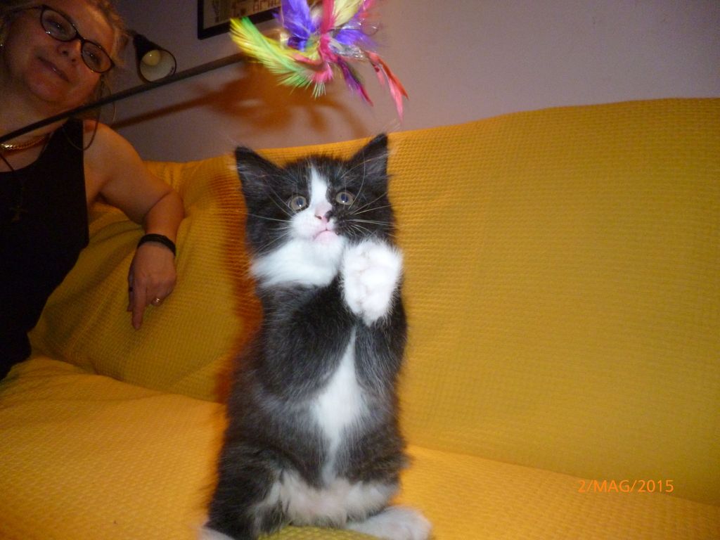 Gatti Norvegesi - cuccioli