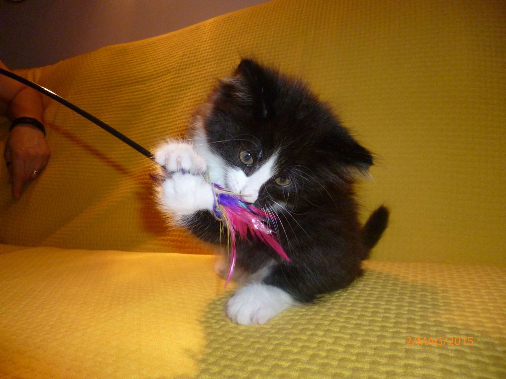Gatti Norvegesi - cuccioli