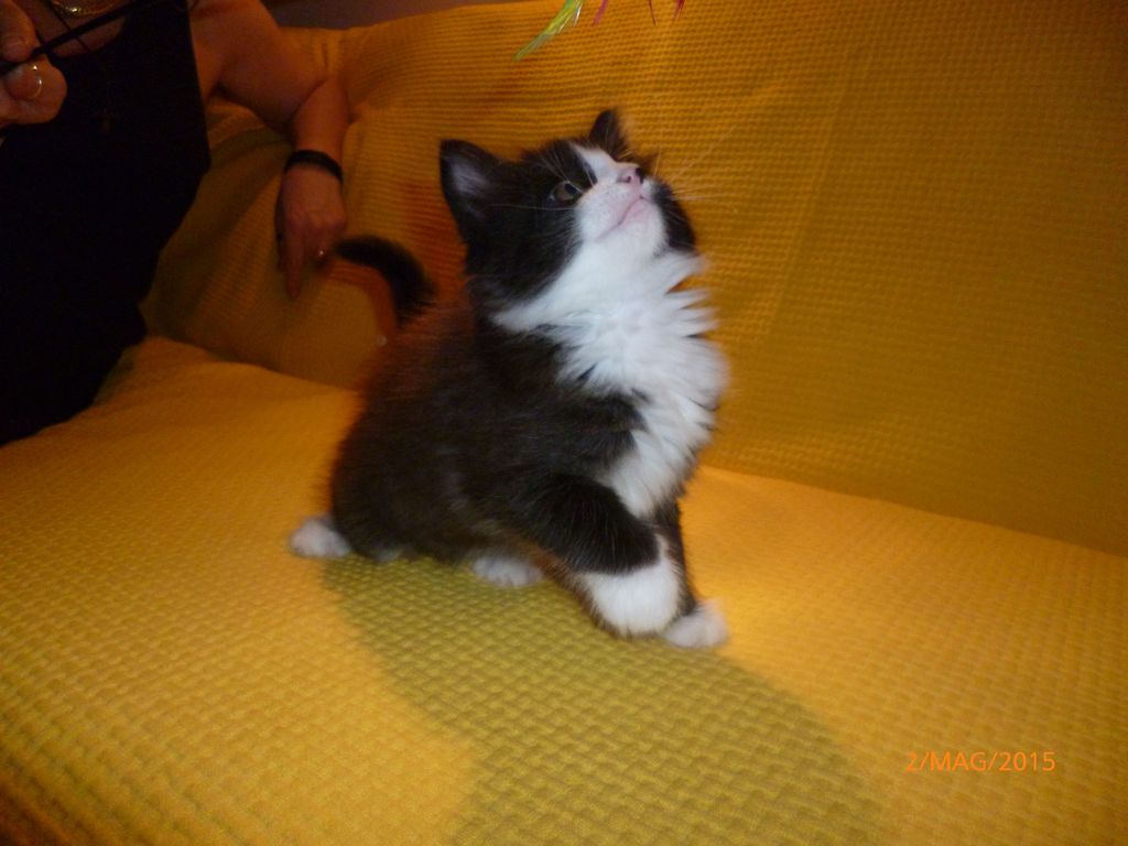 Gatti Norvegesi - cuccioli
