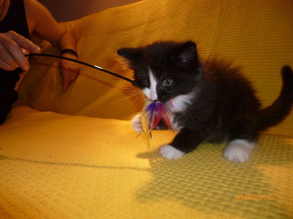 Gatti Norvegesi - cuccioli