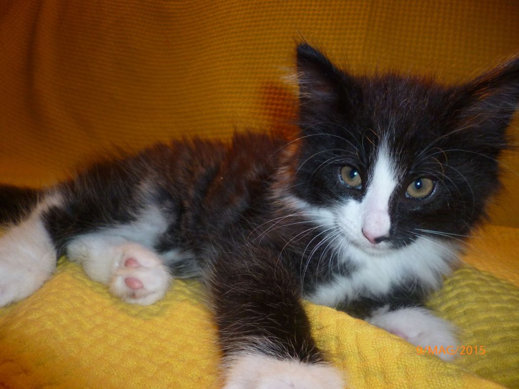 Gatti Norvegesi - cuccioli