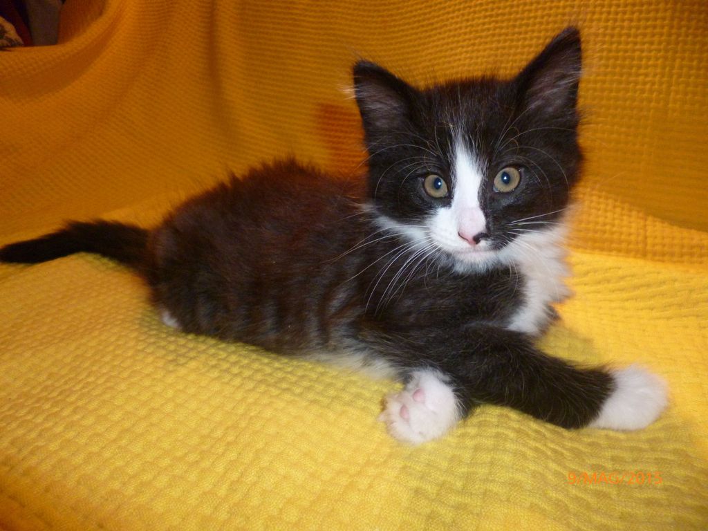Gatti Norvegesi - cuccioli