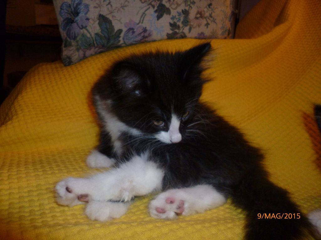 Gatti Norvegesi - cuccioli