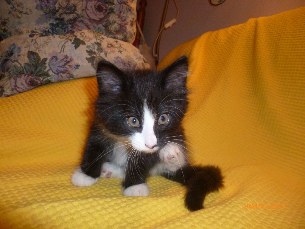 Gatti Norvegesi - cuccioli