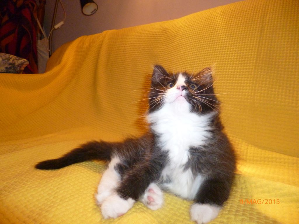 Gatti Norvegesi - cuccioli