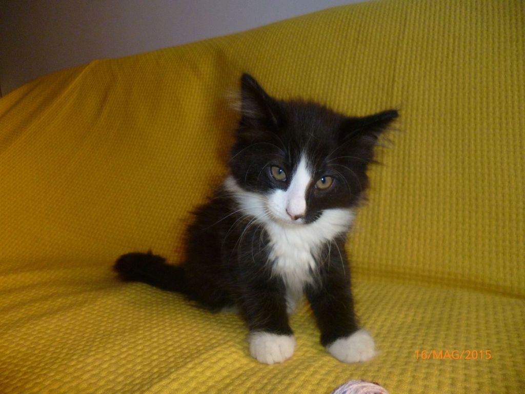 Gatti Norvegesi - cuccioli