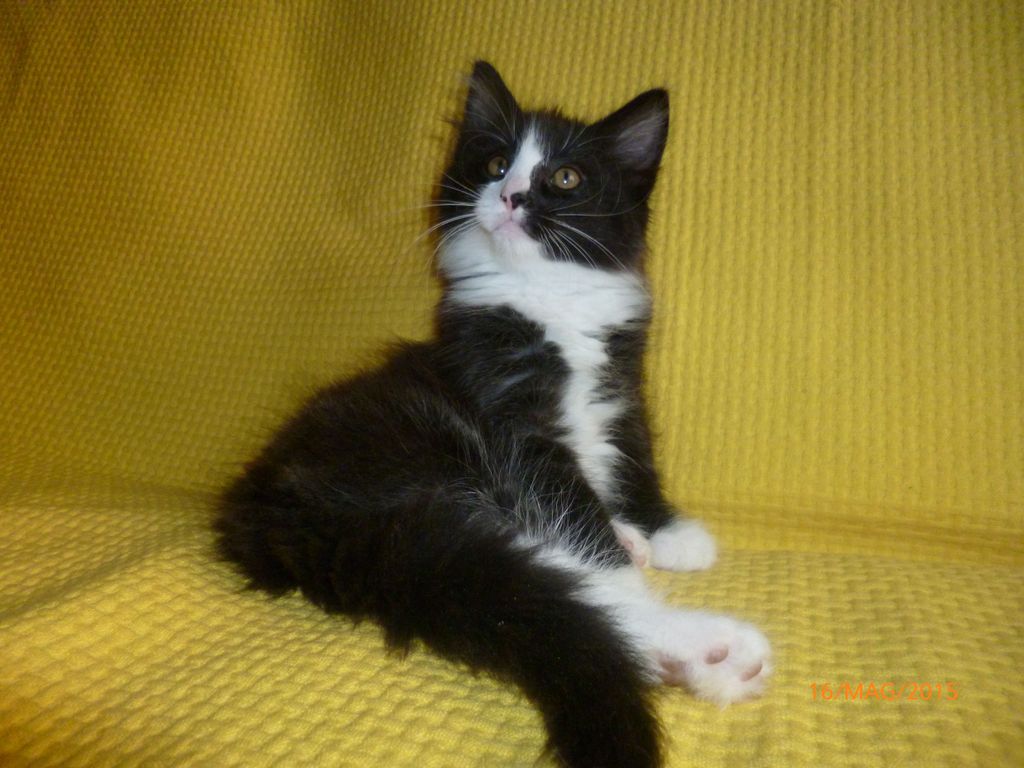 Gatti Norvegesi - cuccioli
