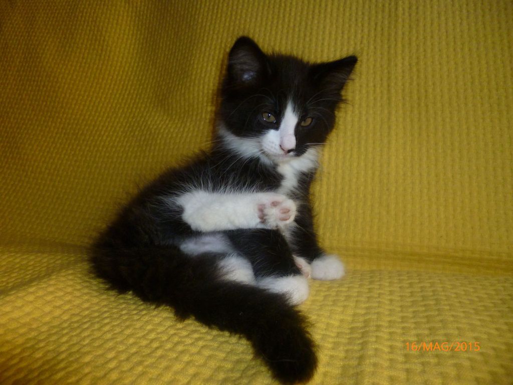 Gatti Norvegesi - cuccioli