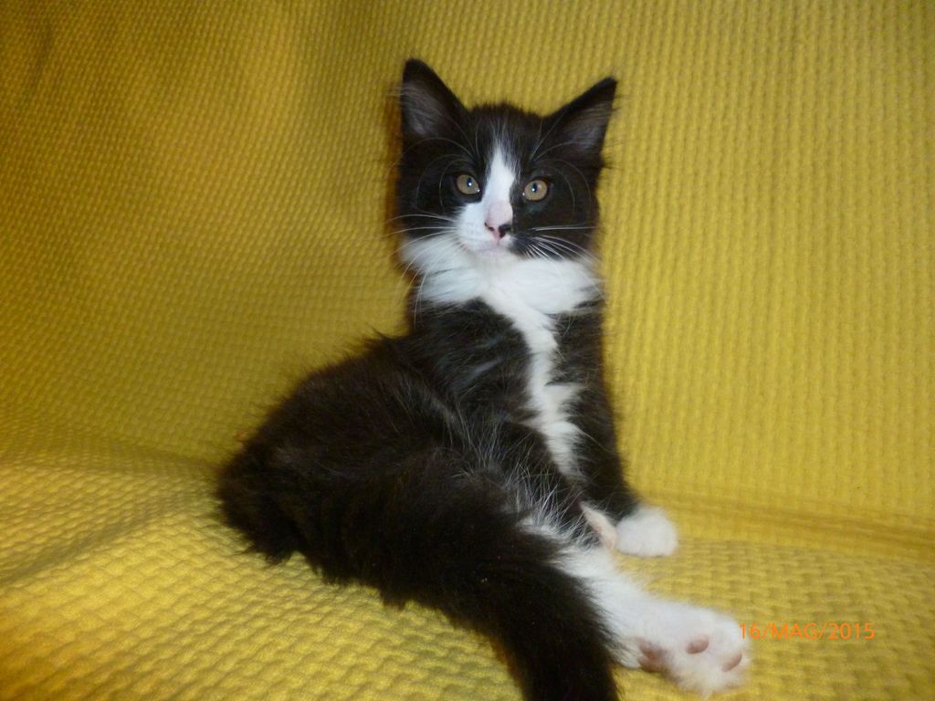 Gatti Norvegesi - cuccioli