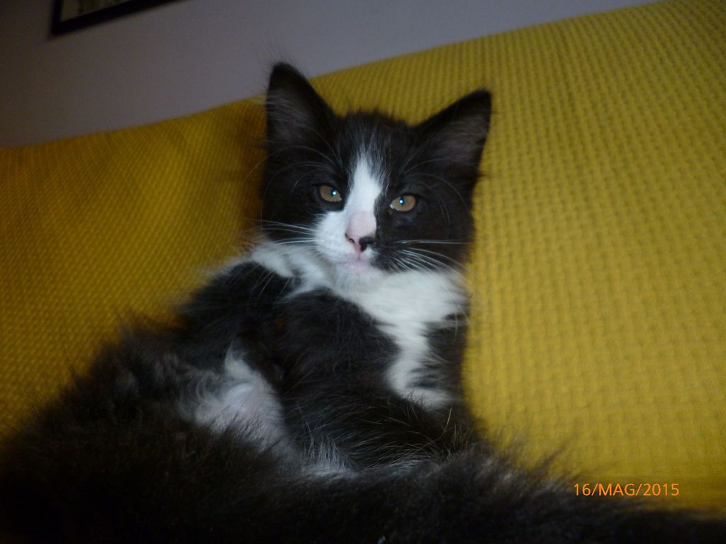 Gatti Norvegesi - cuccioli
