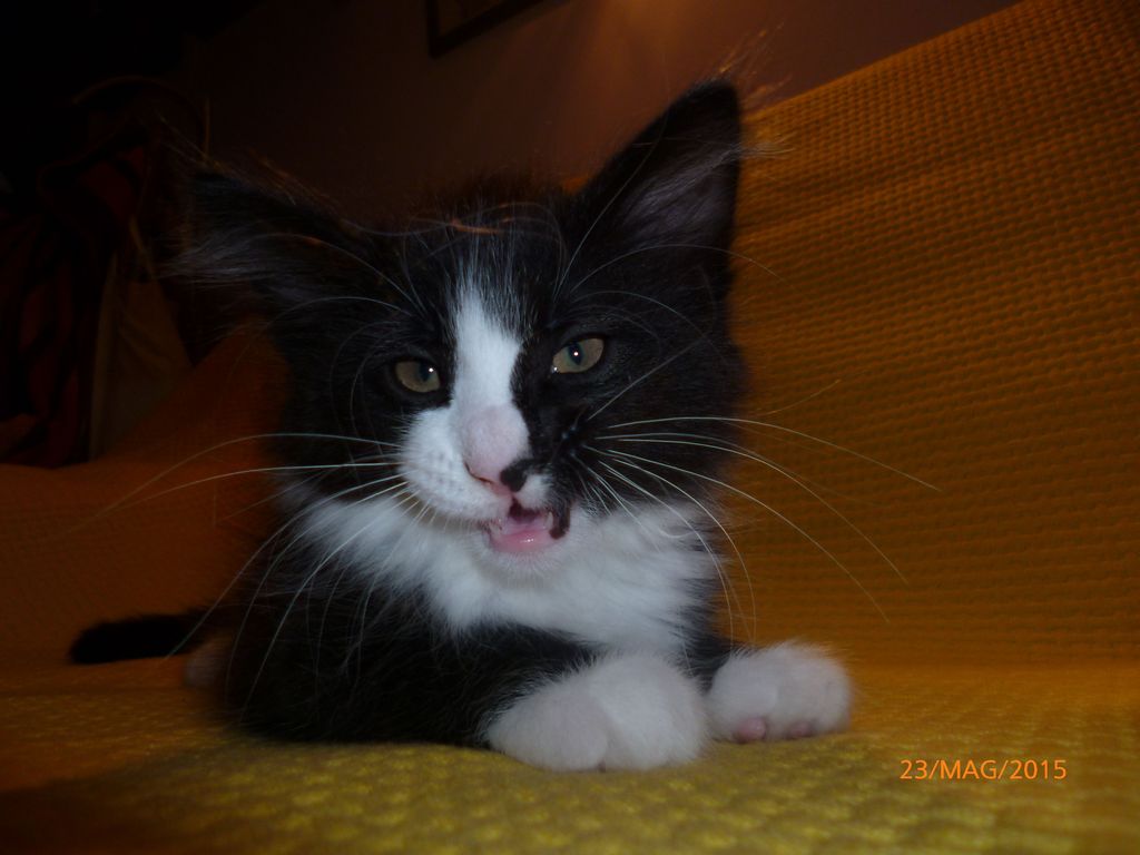 Gatti Norvegesi - cuccioli