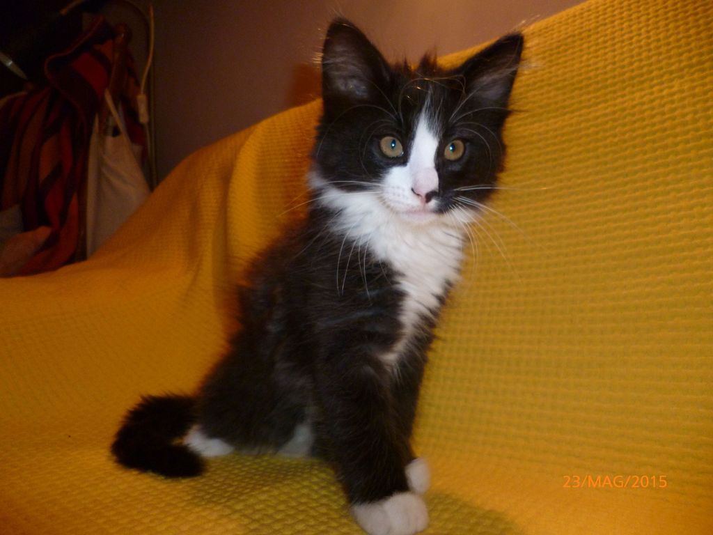 Gatti Norvegesi - cuccioli