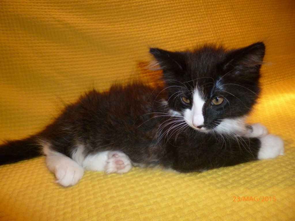 Gatti Norvegesi - cuccioli