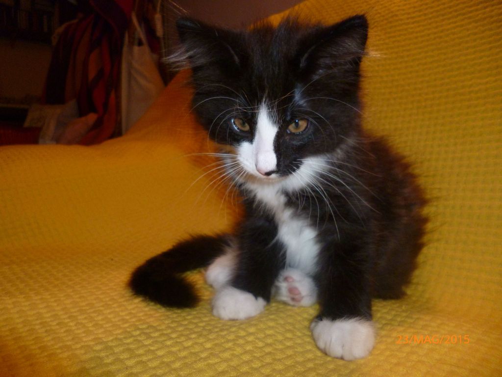 Gatti Norvegesi - cuccioli