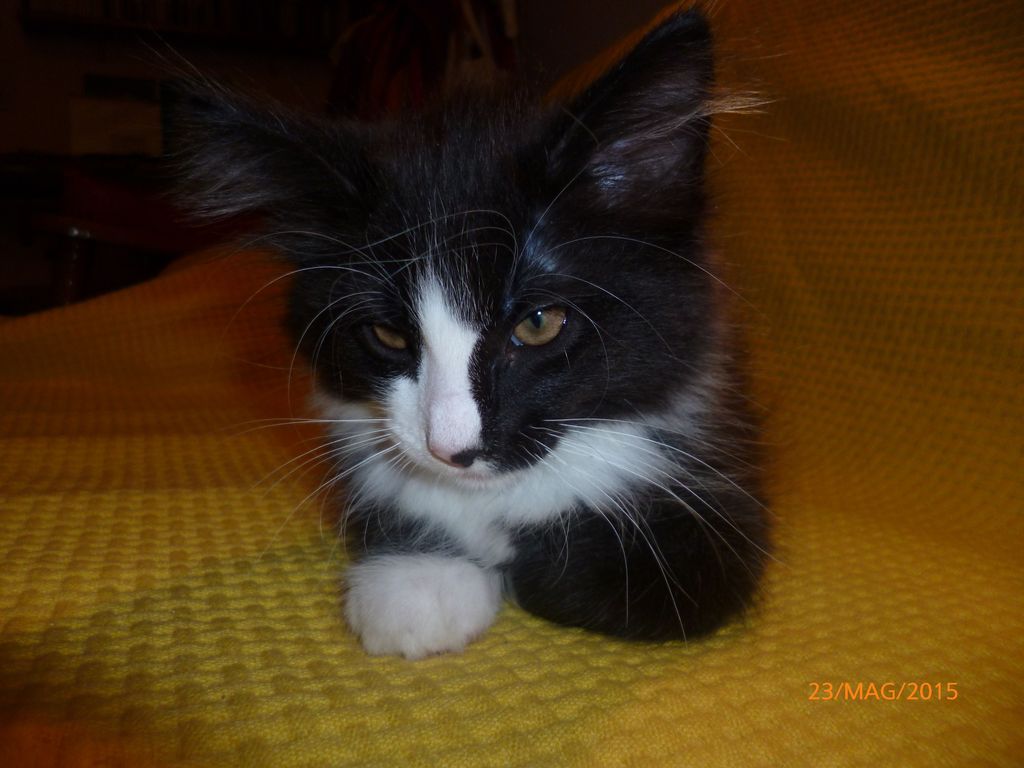 Gatti Norvegesi - cuccioli