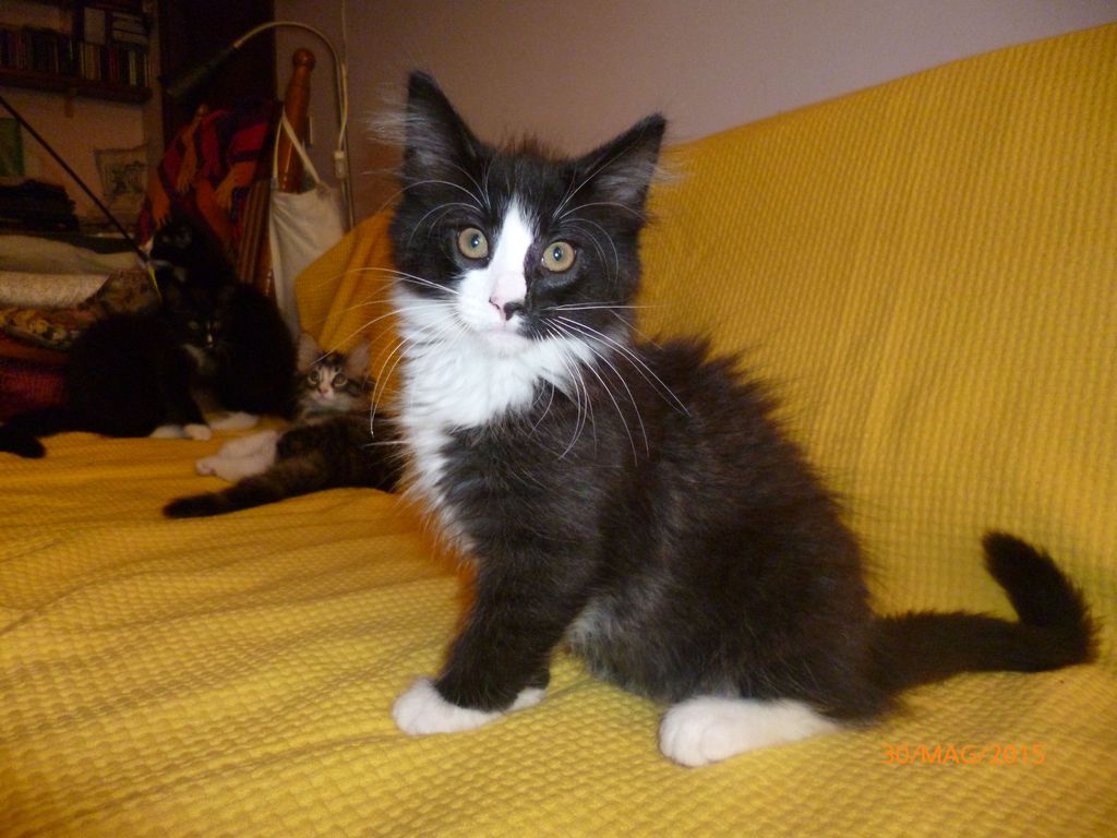 Gatti Norvegesi - cuccioli