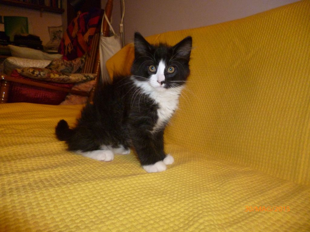 Gatti Norvegesi - cuccioli