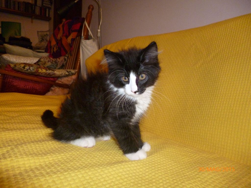 Gatti Norvegesi - cuccioli