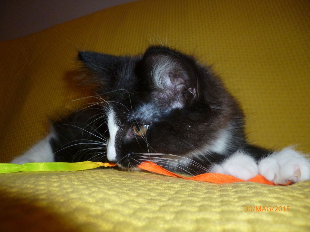 Gatti Norvegesi - cuccioli