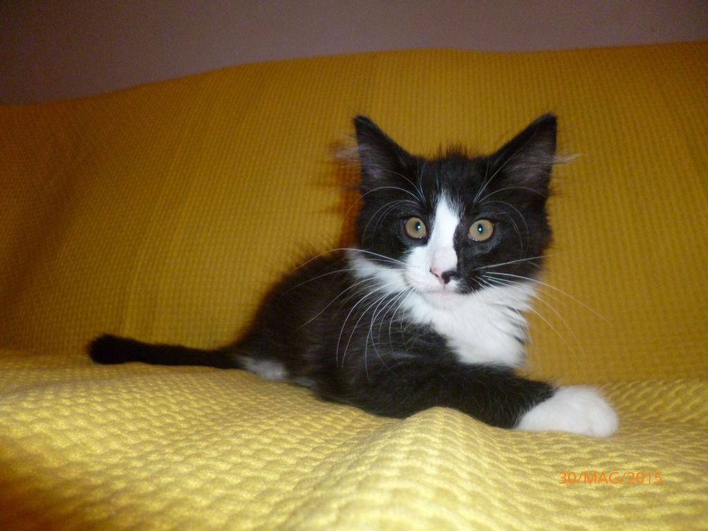 Gatti Norvegesi - cuccioli