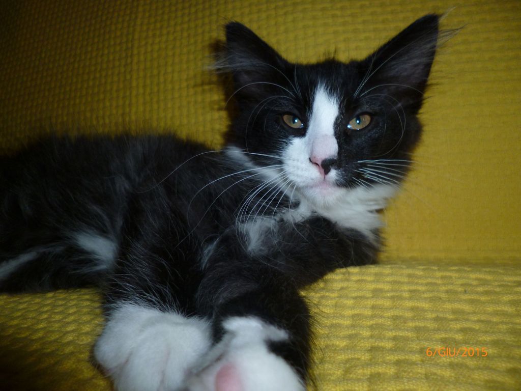 Gatti Norvegesi - cuccioli