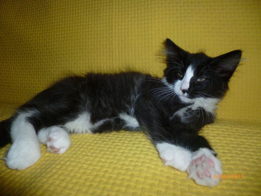 Gatti Norvegesi - cuccioli