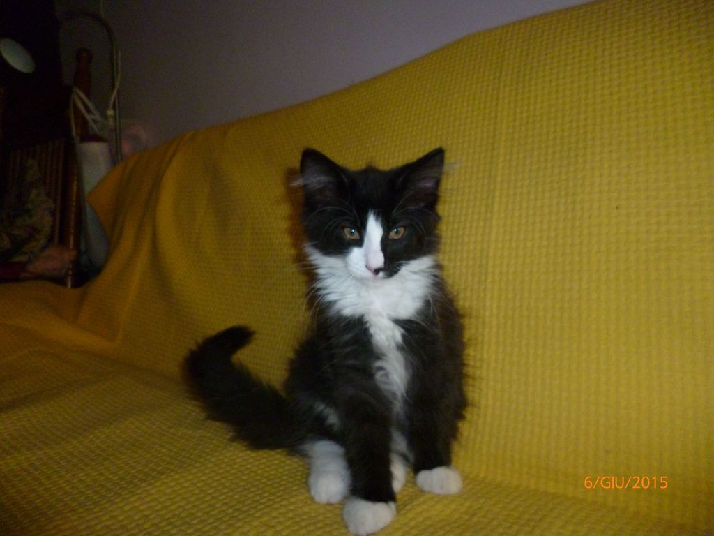 Gatti Norvegesi - cuccioli