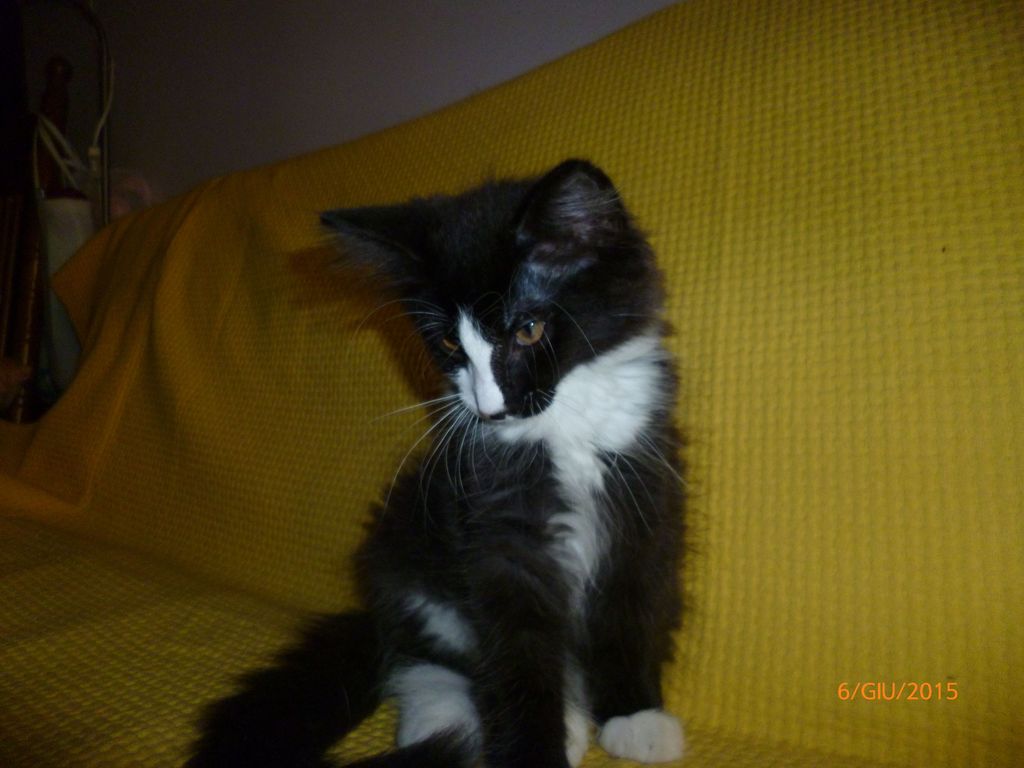 Gatti Norvegesi - cuccioli