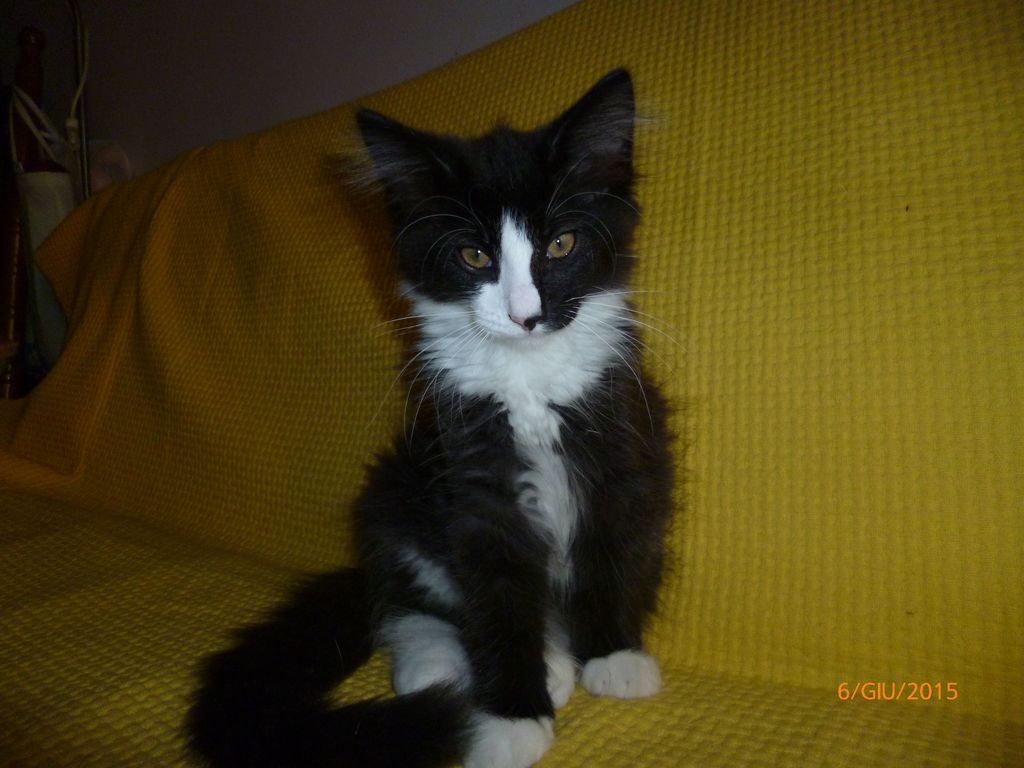 Gatti Norvegesi - cuccioli