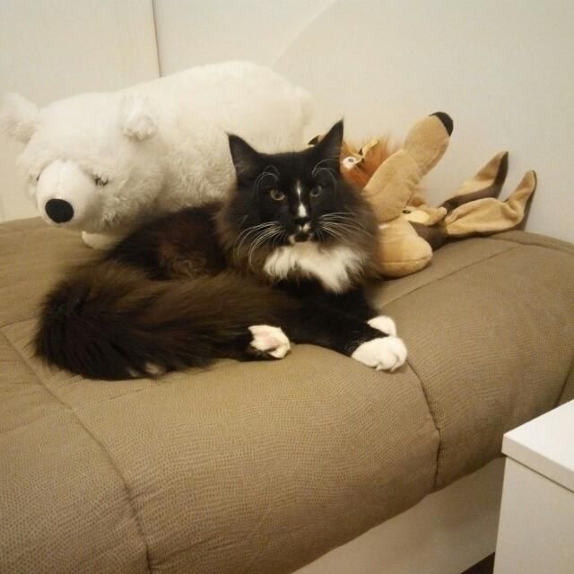 Gatti Norvegesi - cuccioli