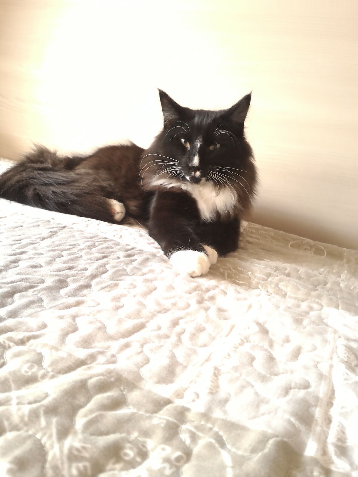 Gatti Norvegesi - cuccioli