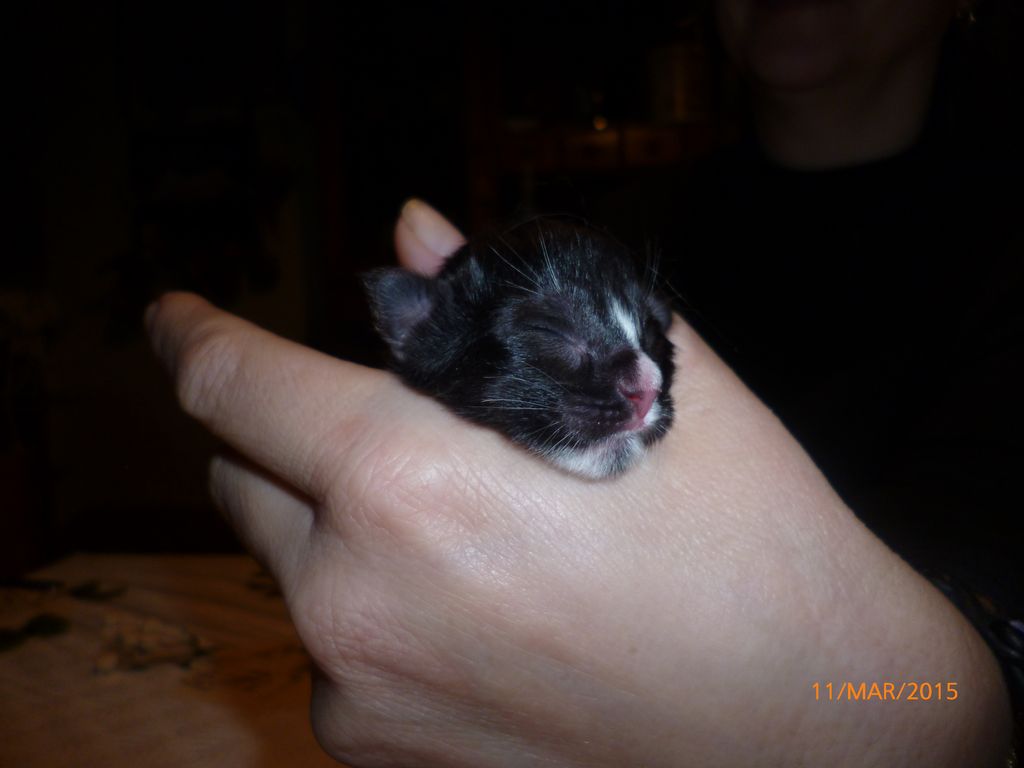 Gatti Norvegesi - cuccioli