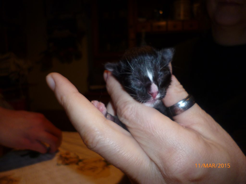 Gatti Norvegesi - cuccioli