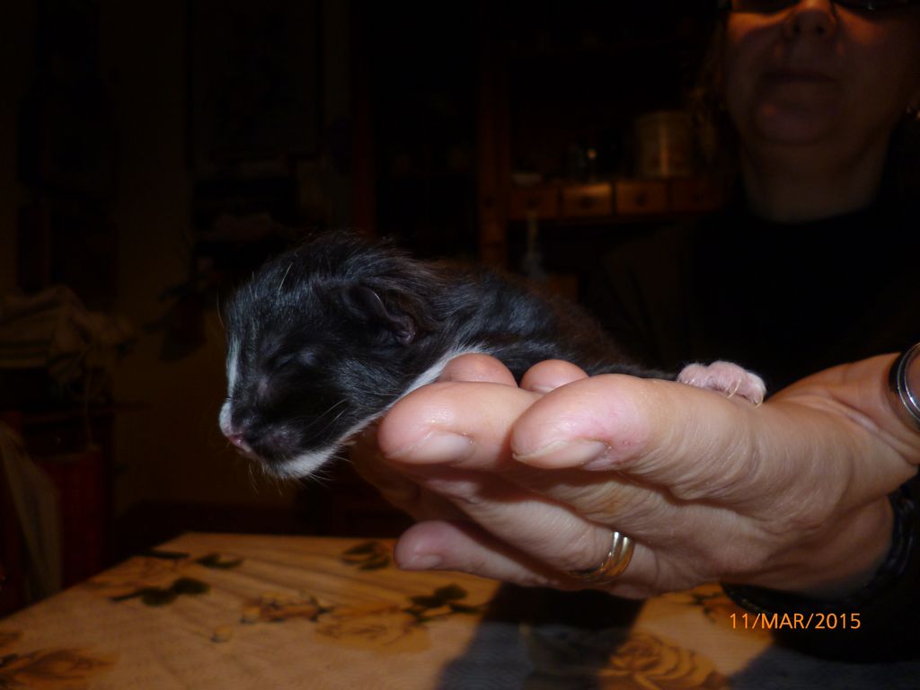Gatti Norvegesi - cuccioli