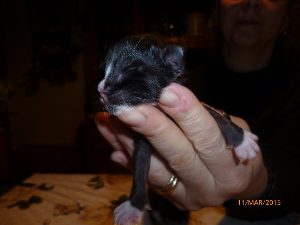 Gatti Norvegesi - cuccioli