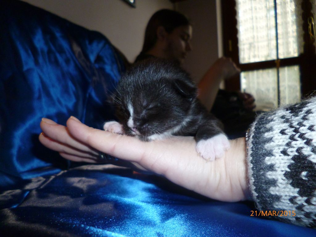 Gatti Norvegesi - cuccioli