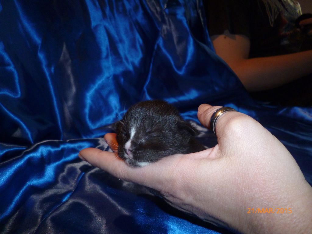 Gatti Norvegesi - cuccioli