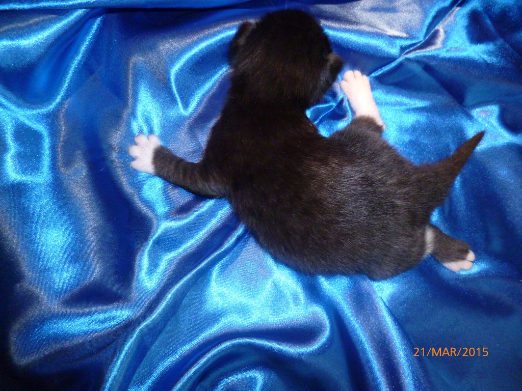 Gatti Norvegesi - cuccioli