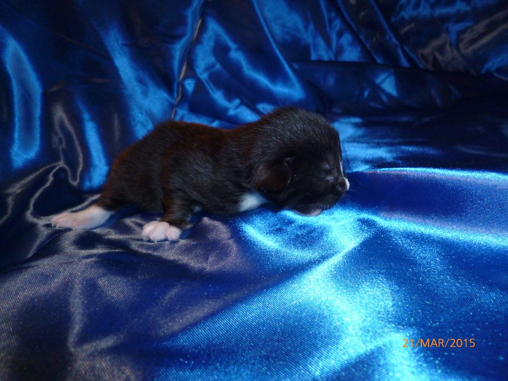 Gatti Norvegesi - cuccioli