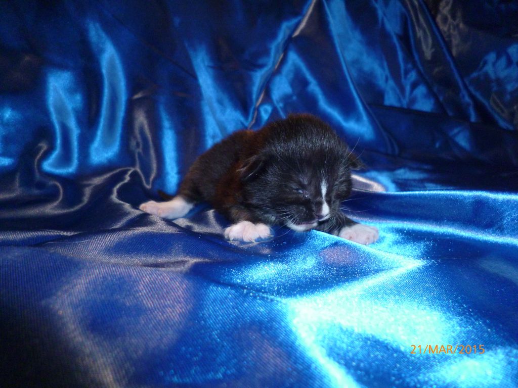 Gatti Norvegesi - cuccioli