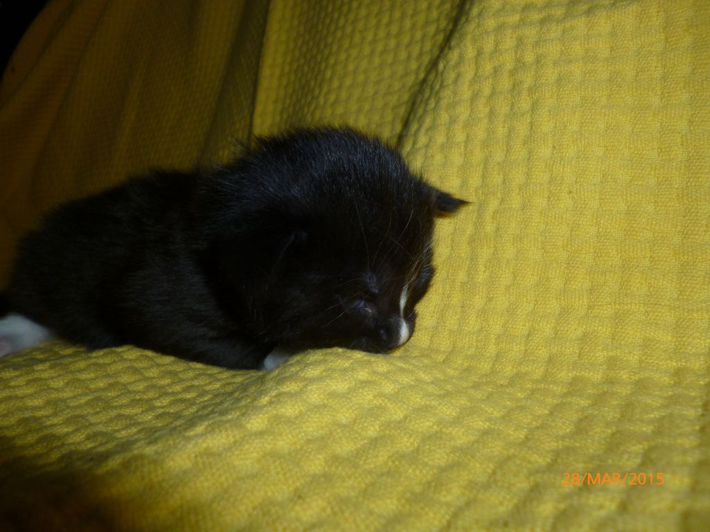 Gatti Norvegesi - cuccioli