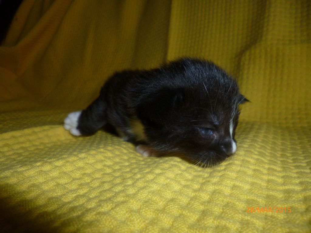 Gatti Norvegesi - cuccioli