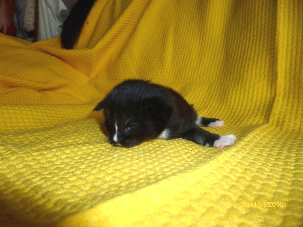 Gatti Norvegesi - cuccioli