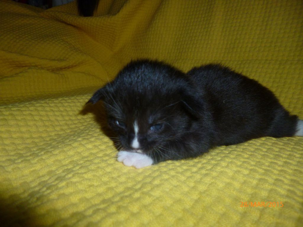 Gatti Norvegesi - cuccioli
