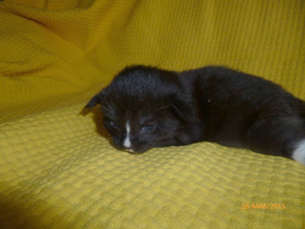 Gatti Norvegesi - cuccioli